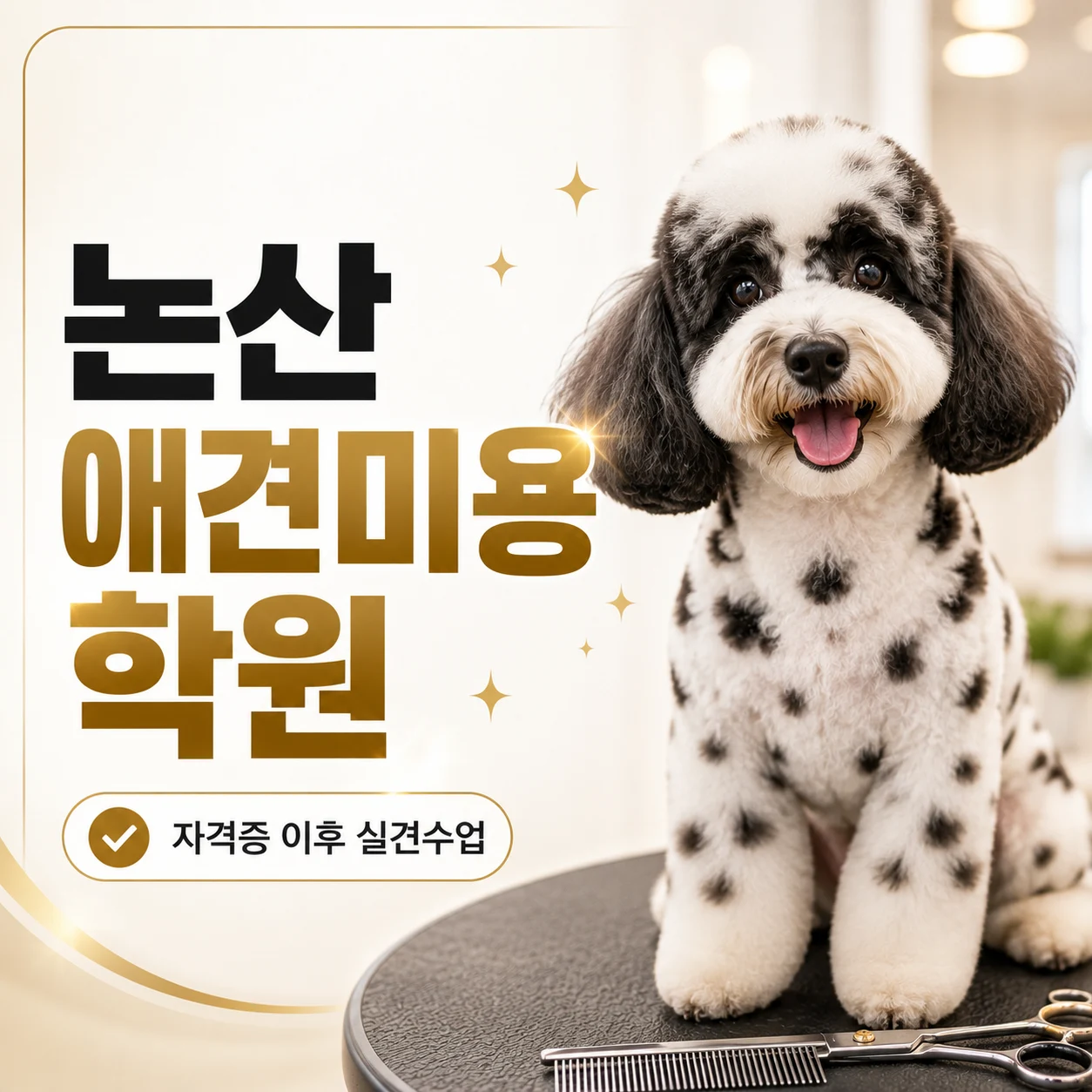 논산애견미용학원 자격증을 땄는데도 다시 배우는 이유 - 이바우펫
