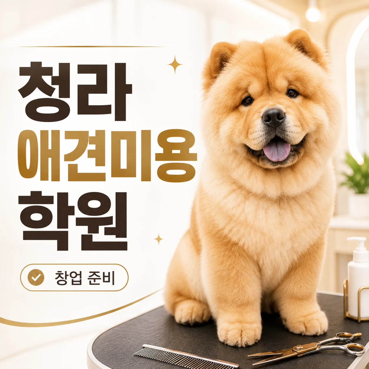 청라애견미용학원 창업이 목표라면 자격증 이후가 중요합니다 - 이바우펫