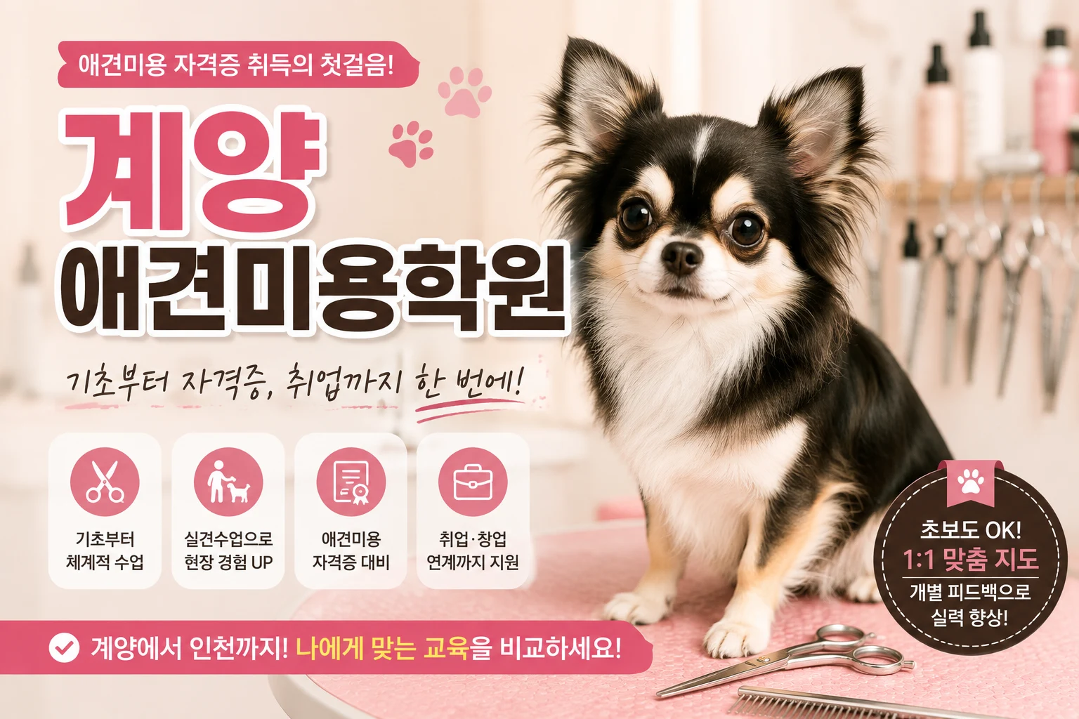 계양애견미용학원 자격증 취득이 목표라면 무엇부터 봐야 할까요? - 이바우펫