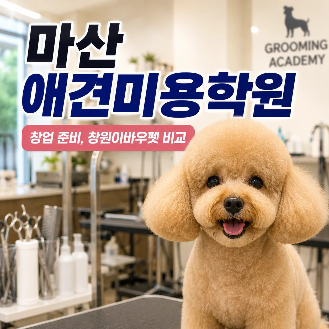 마산애견미용학원 목표가 창업이라면 배울 범위가 달라집니다 - 이바우펫