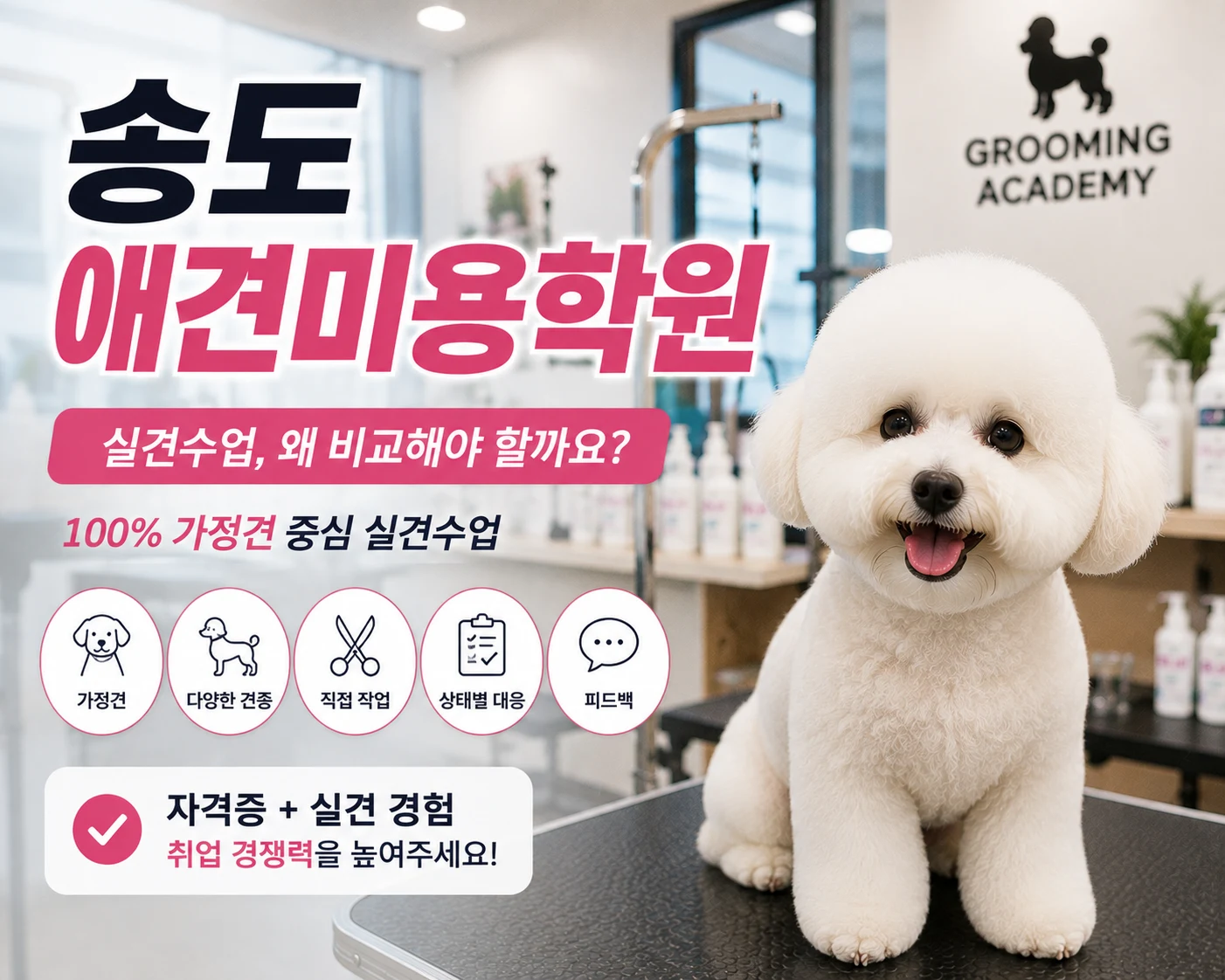 송도애견미용학원 실견수업은 대상부터 확인하세요 - 이바우펫