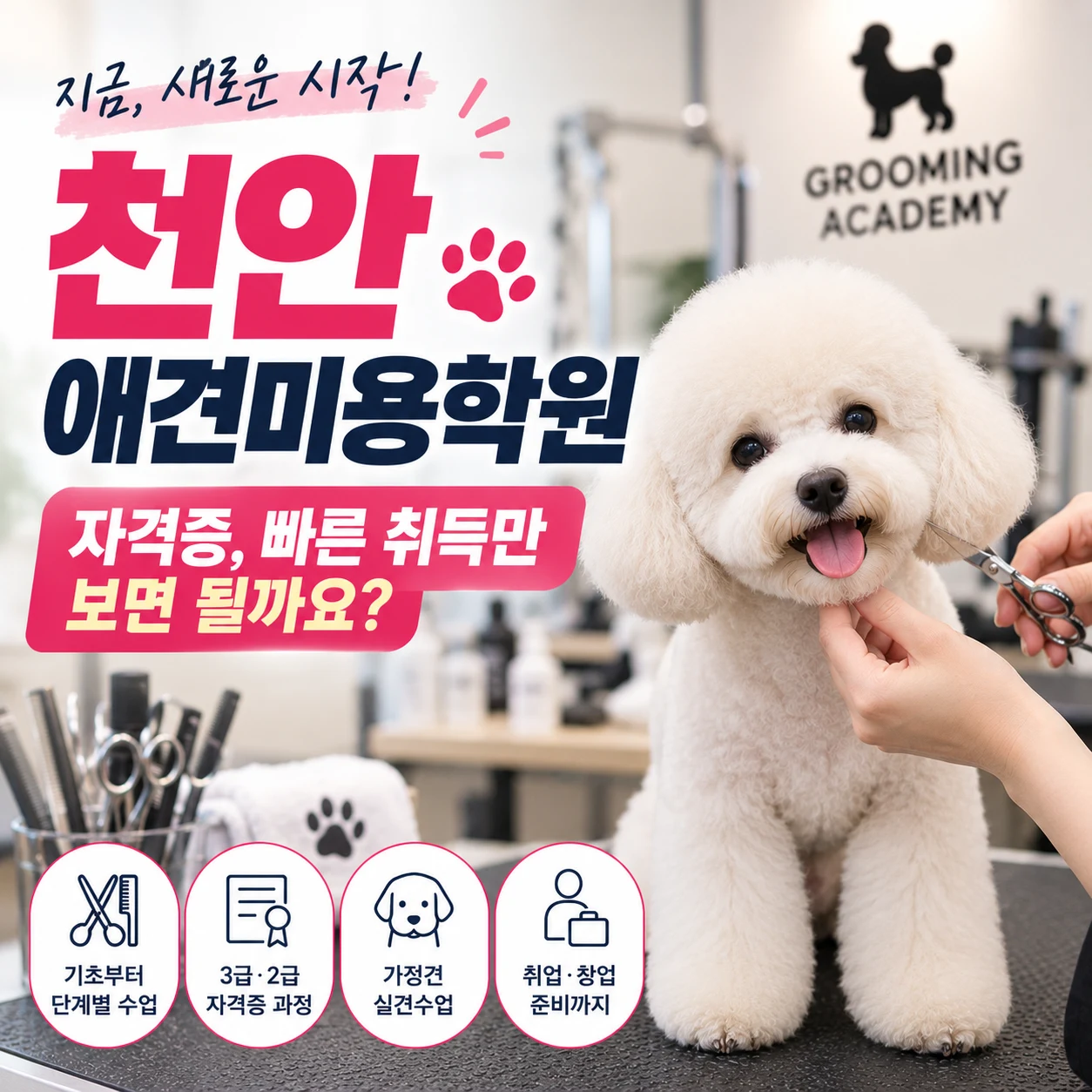 천안애견미용학원 자격증 속성교육, 중요한 것은 '빨리'보다 과정입니다 - 이바우펫