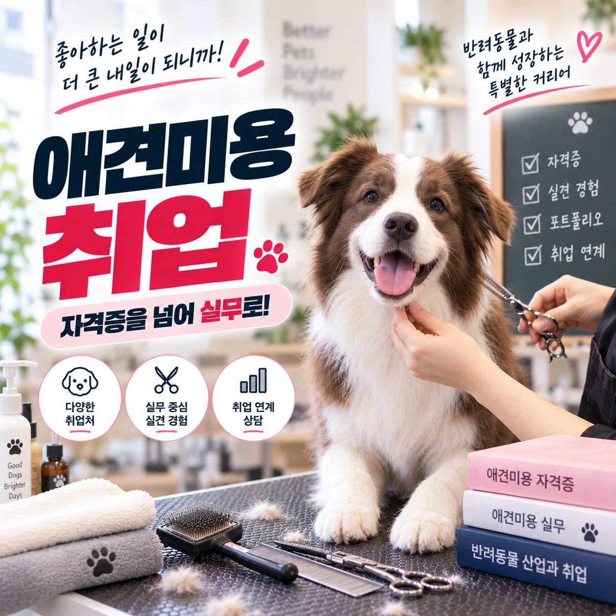 애견미용취업 준비, 자격증만 있으면 충분할까요? - 이바우펫