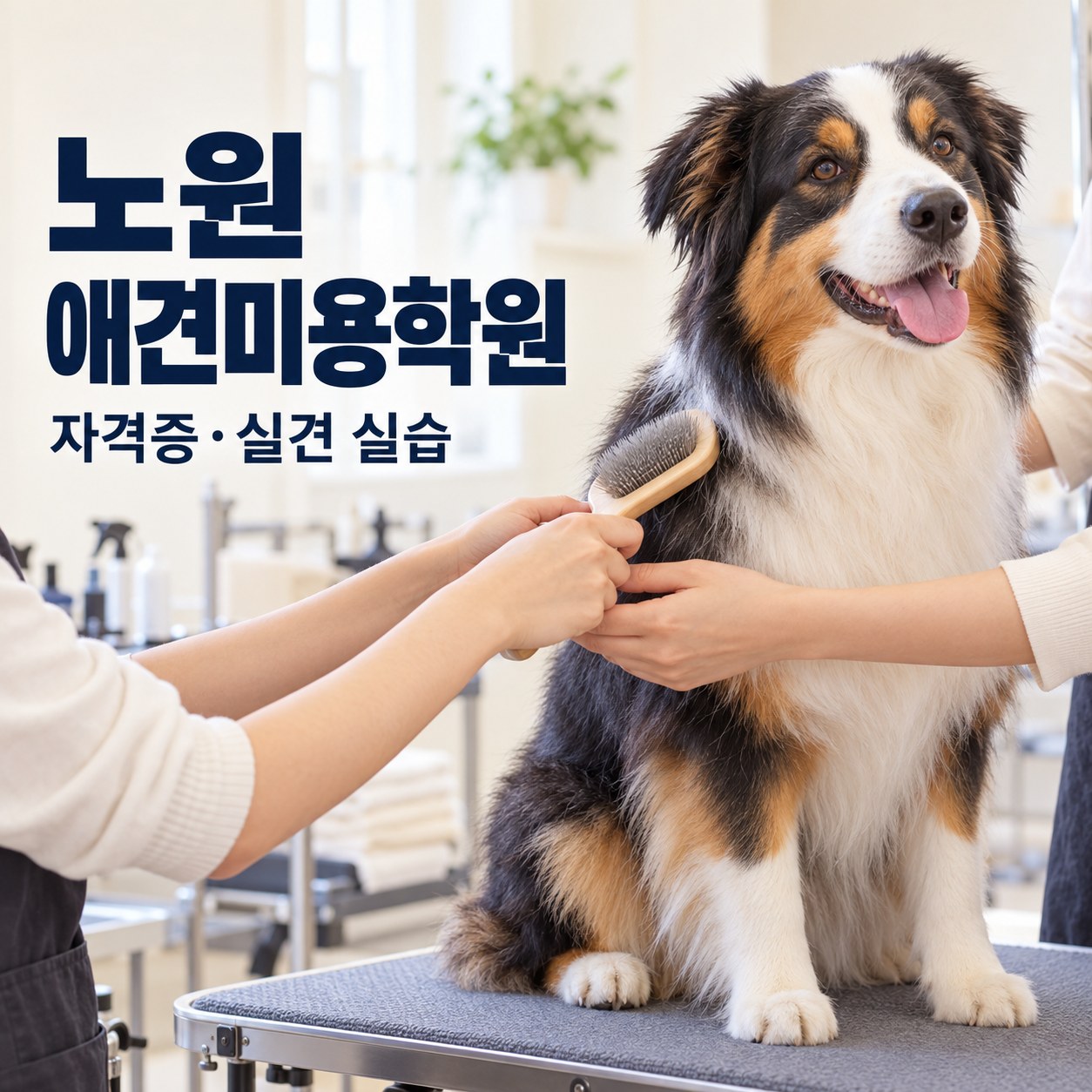 노원 애견미용학원 자격증과 실견 실습 안내
