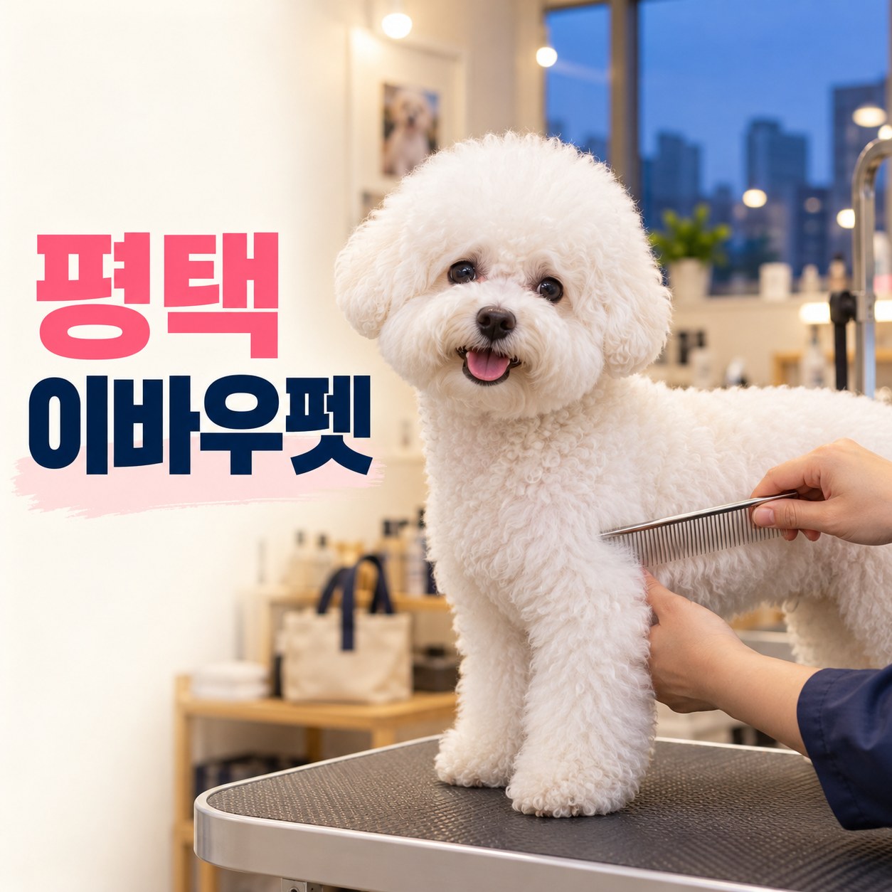 저녁 실습실에서 비숑의 털을 빗는 모습과 평택 이바우펫 안내